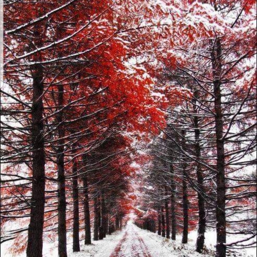 Meet your Posher, Latonya